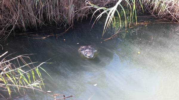 Black River crocodile Negril, Jamaica