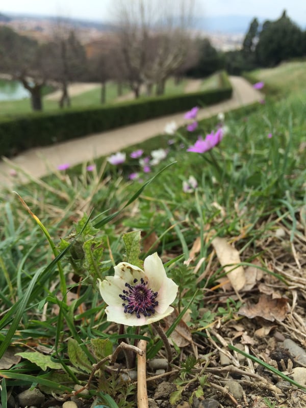 Boboli Gardens, Piazza Pitti, Florence, Italy