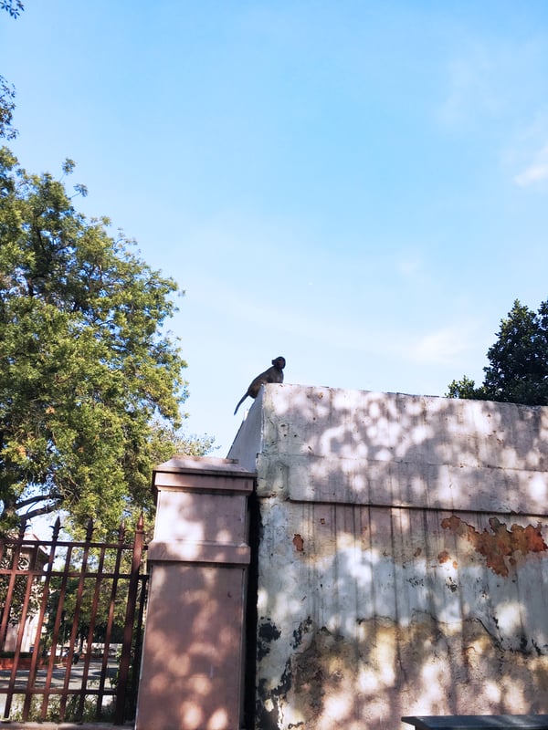 Monkeys: India's squirrels, New Delhi, Delhi, India