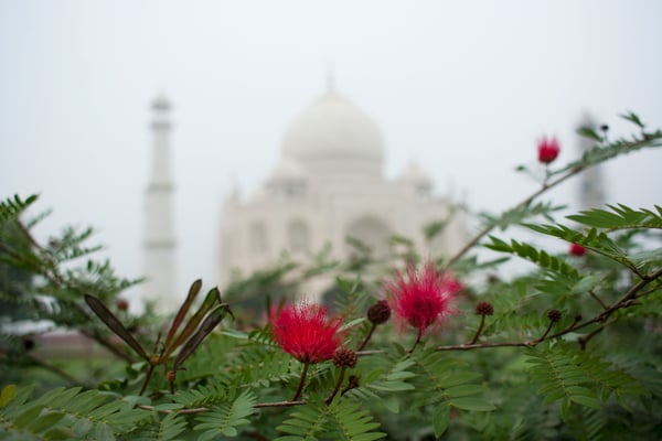 Taj Mahal, Agra, Uttar Pradesh, India