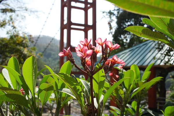 Flowers at Athirappilly Falls, Ernakulam, Kerala, India