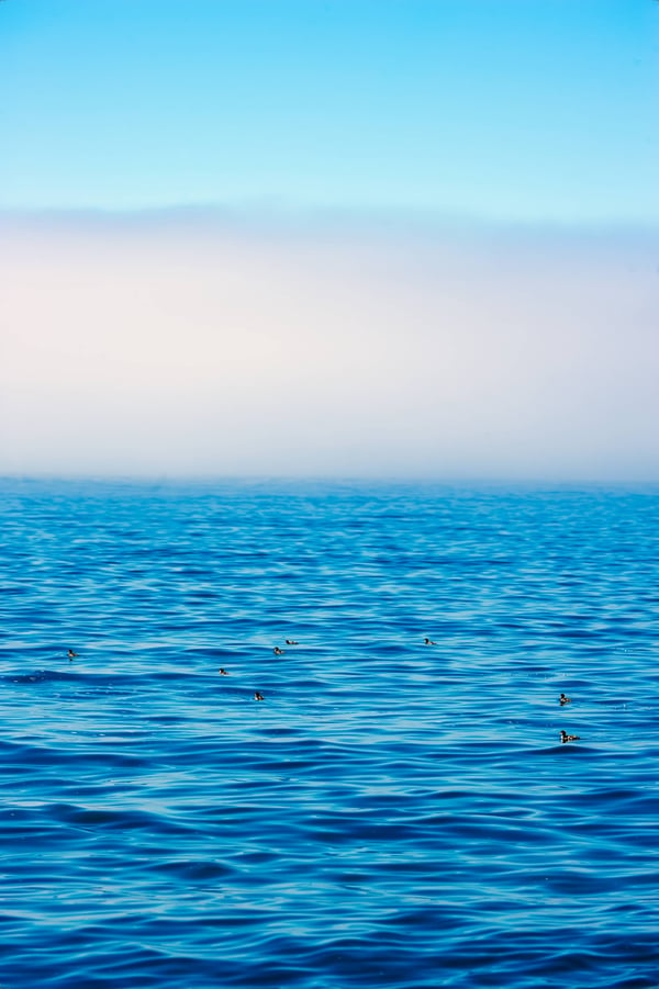 Ducks on a foggy lake superior, Grand Marais, MN
