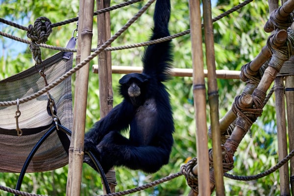 Chimpanzee, Animal Kingdom, Walt Disney World.