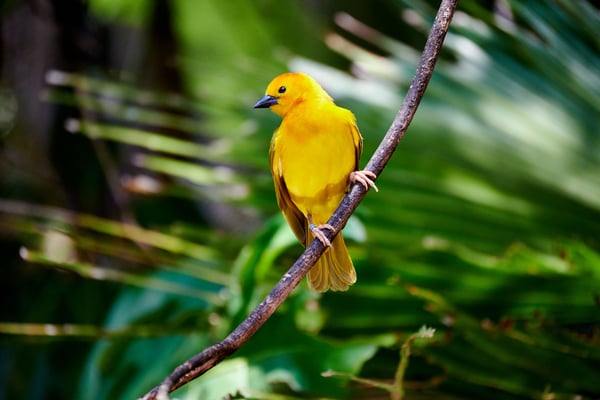 Golden Weaver, Animal Kingdom, Walt Disney World.