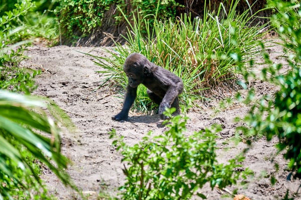 Baby gorilla, Animal Kingdom, Walt Disney World.
