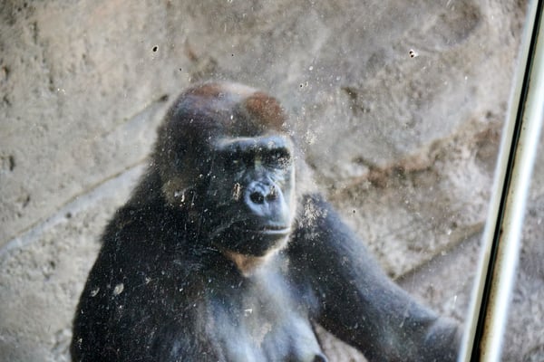Gorilla, Animal Kingdom, Walt Disney World.