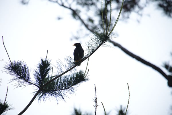 Bird in a tree at Pine Garden, Hualien, Taiwan
