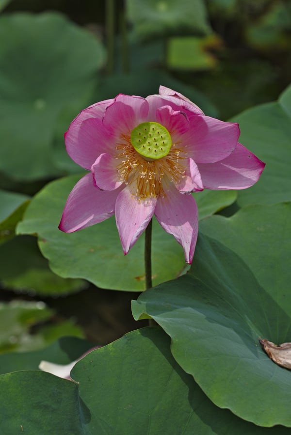 Lotus flower on Lotus Pond, Kaohsiung, Taiwan