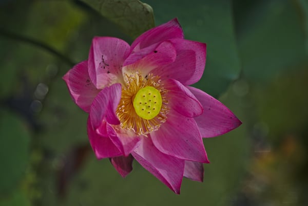 Lotus flower on Lotus Pond, Kaohsiung, Taiwan