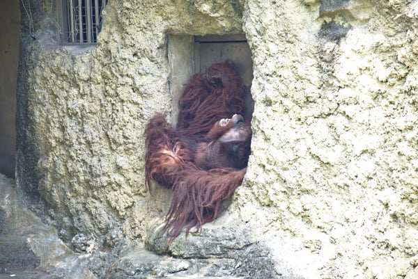 Orangutan at Taipei Zoo, Taipei, Taiwan — looks like a muppet