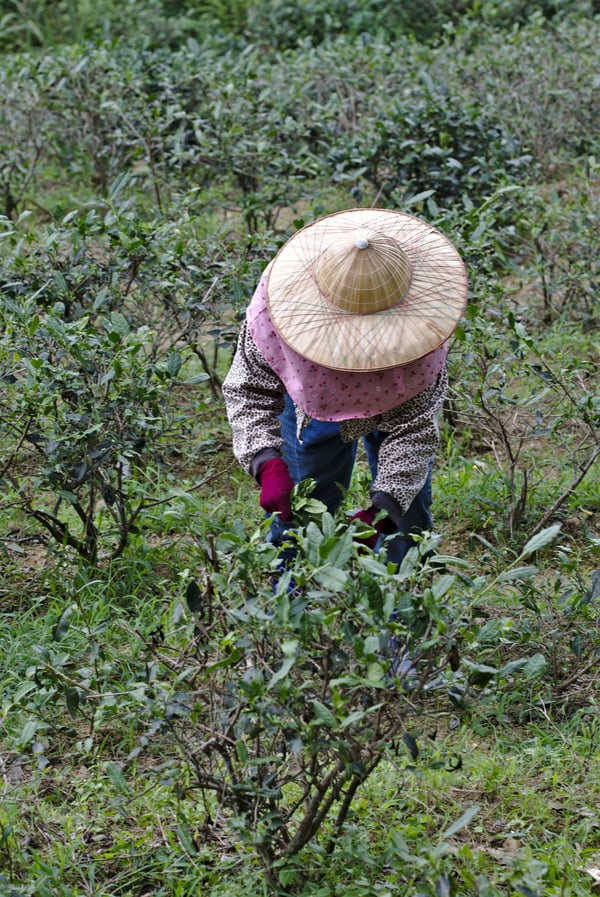 Tea farmer in Makong, Taiwan