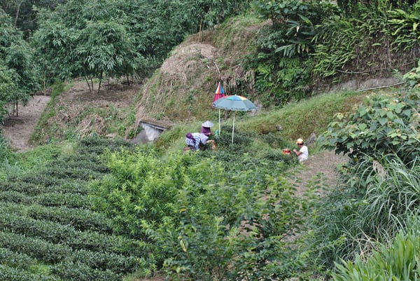 Tea farmer in Makong, Taiwan