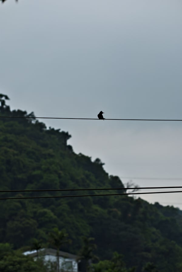 Bird on a wire in Makong, Taiwan