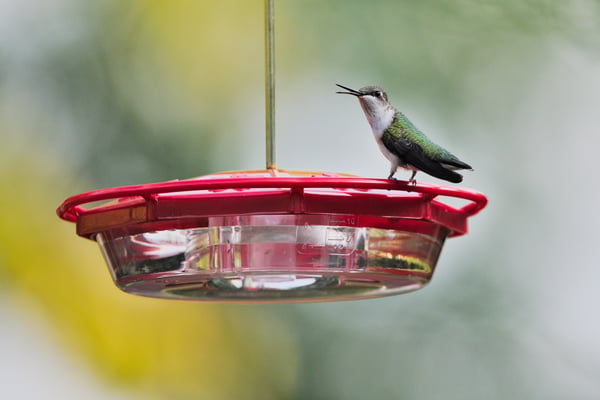 Female Ruby-Throated Hummingbird