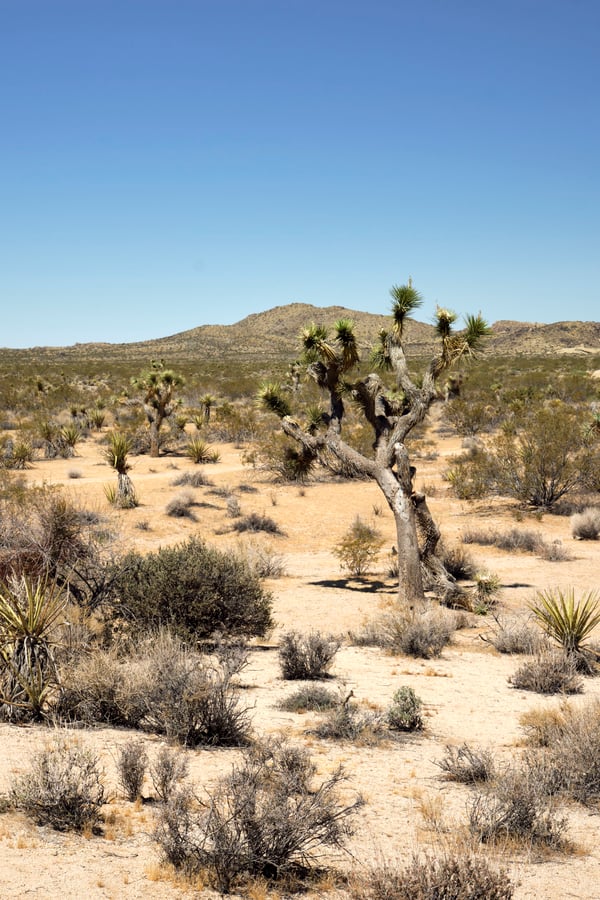 Joshua Tree National Park