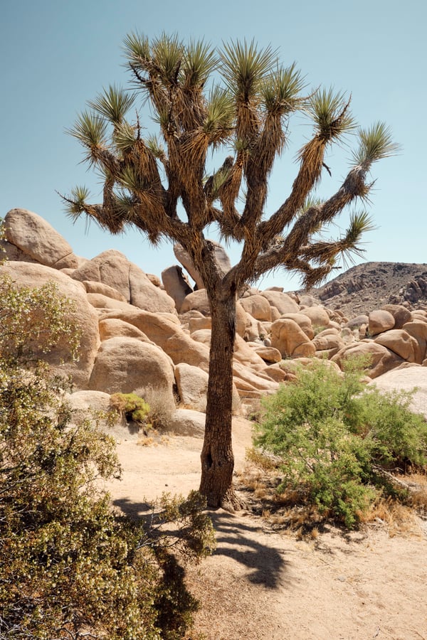Joshua Tree National Park