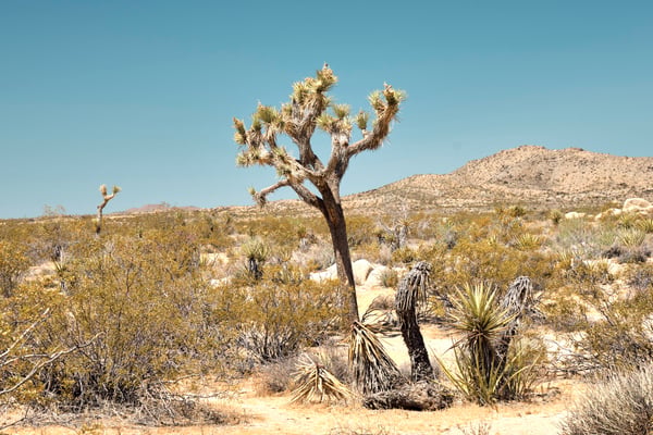 Joshua Tree National Park