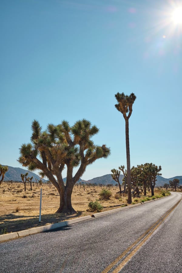 Joshua Tree National Park