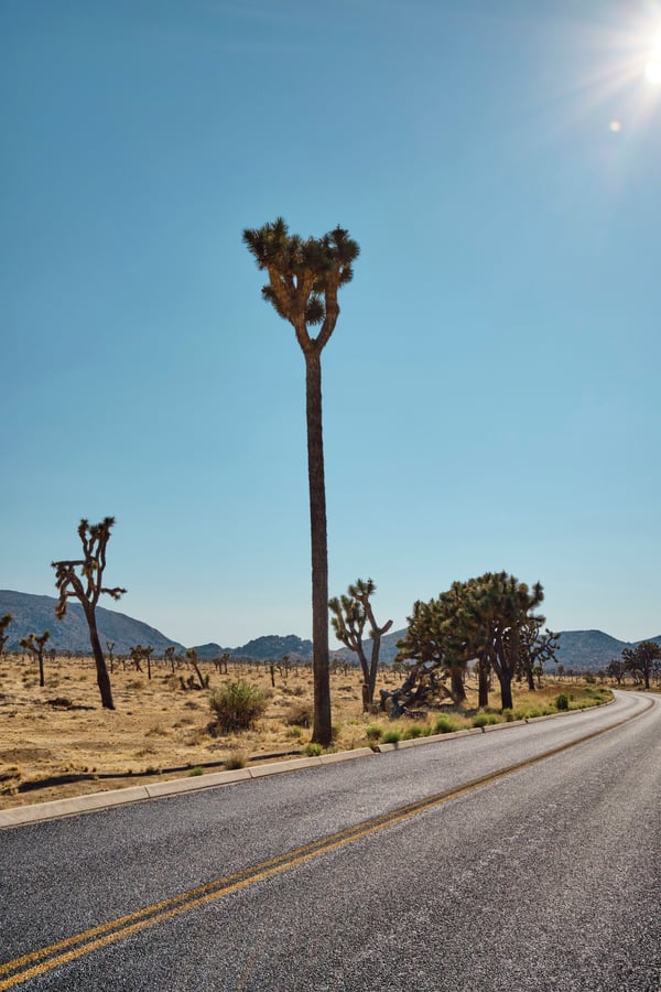 Joshua Tree National Park