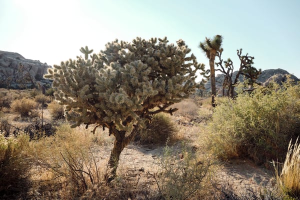 Joshua Tree National Park