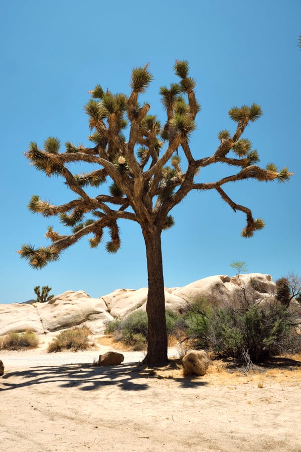Joshua Tree National Park