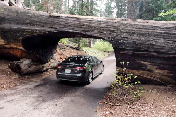Sequoia and Kings Canyon National Parks