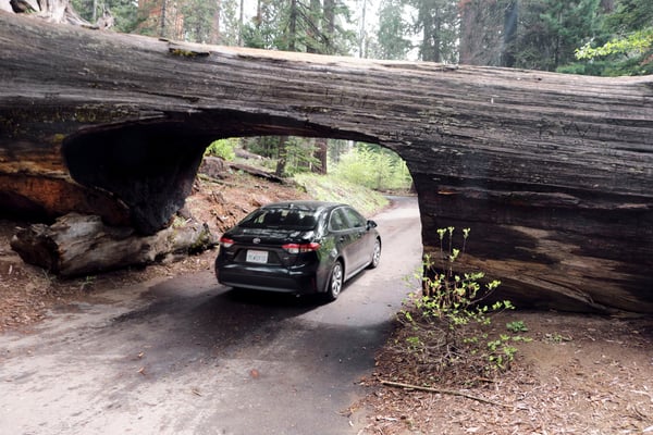 Sequoia and Kings Canyon National Parks