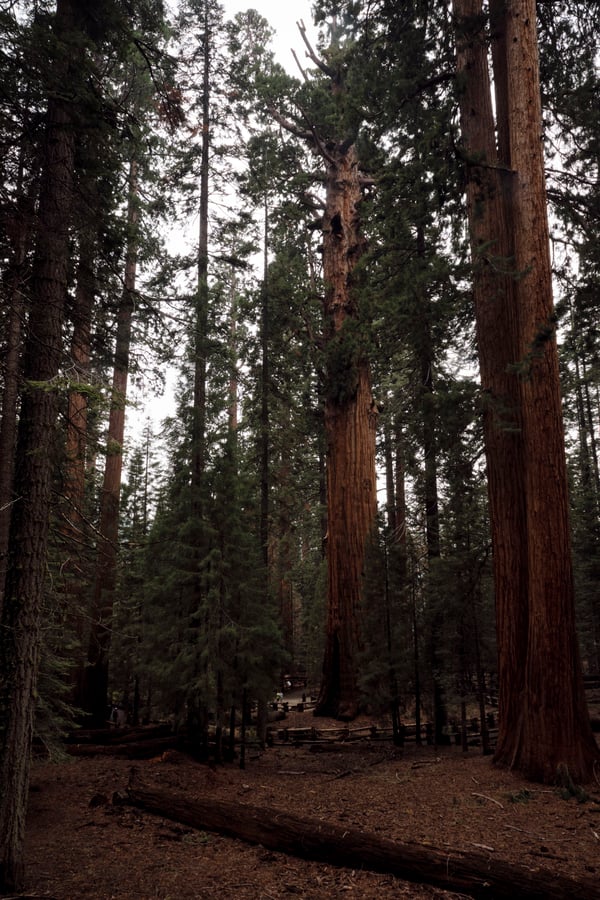 Sequoia and Kings Canyon National Parks
