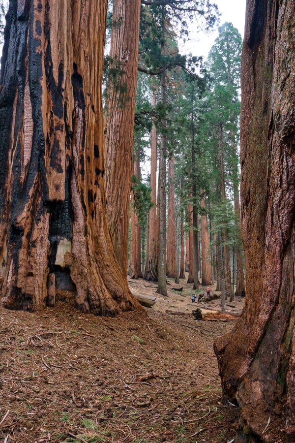 Sequoia and Kings Canyon National Parks