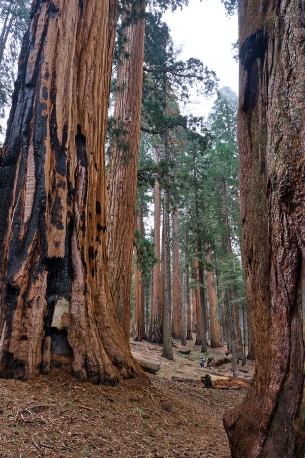 Sequoia and Kings Canyon National Parks