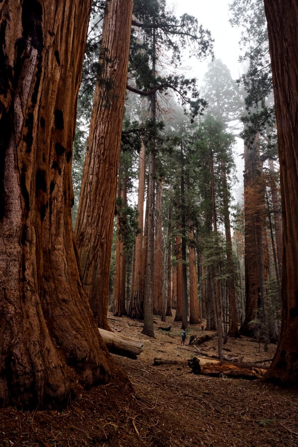Sequoia and Kings Canyon National Parks