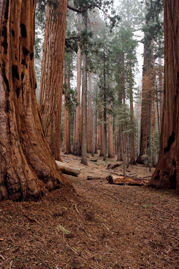 Sequoia and Kings Canyon National Parks