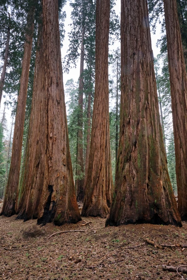Sequoia and Kings Canyon National Parks