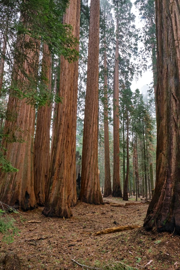 Sequoia and Kings Canyon National Parks