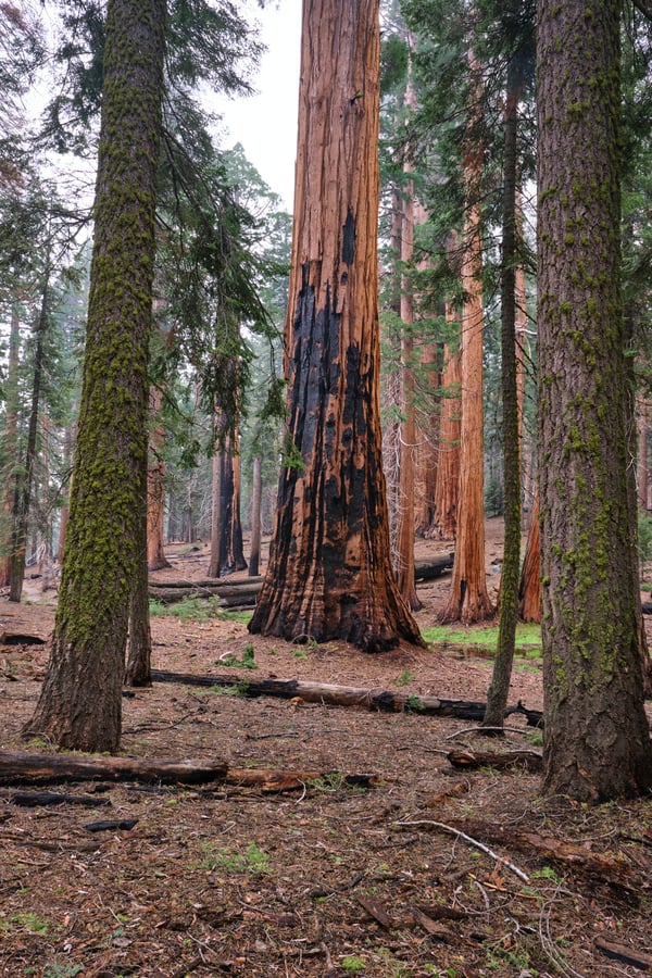 Sequoia and Kings Canyon National Parks
