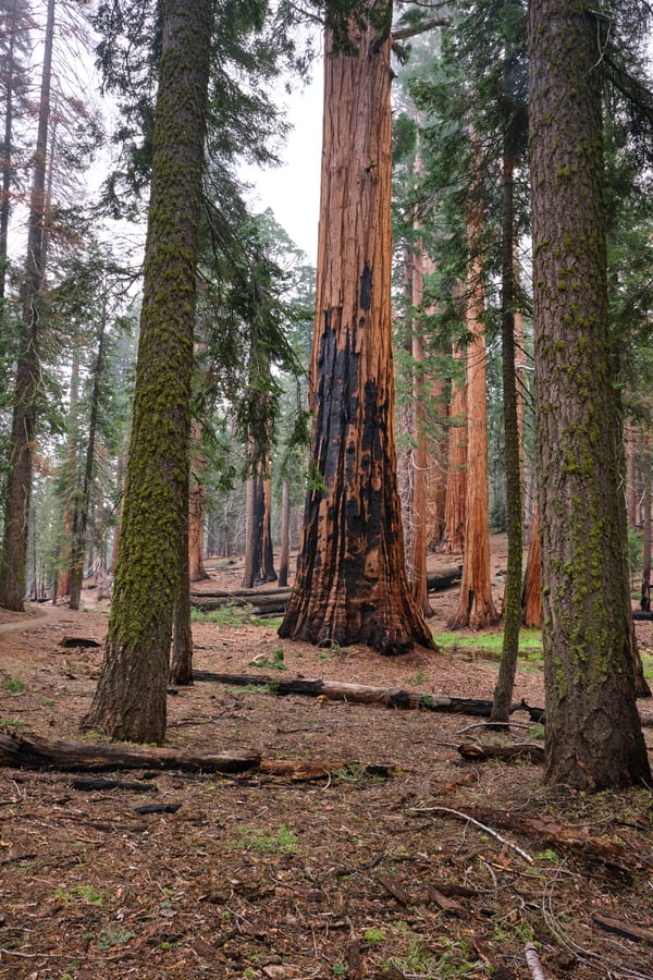 Sequoia and Kings Canyon National Parks