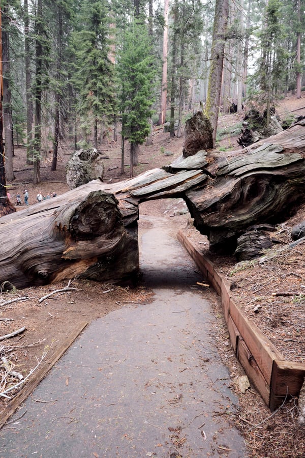 Sequoia and Kings Canyon National Parks