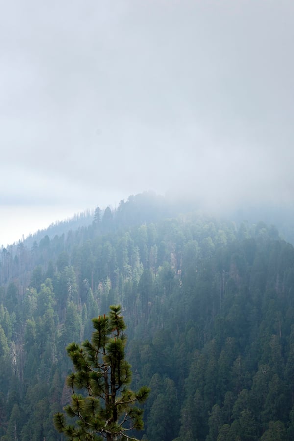 Sequoia and Kings Canyon National Parks