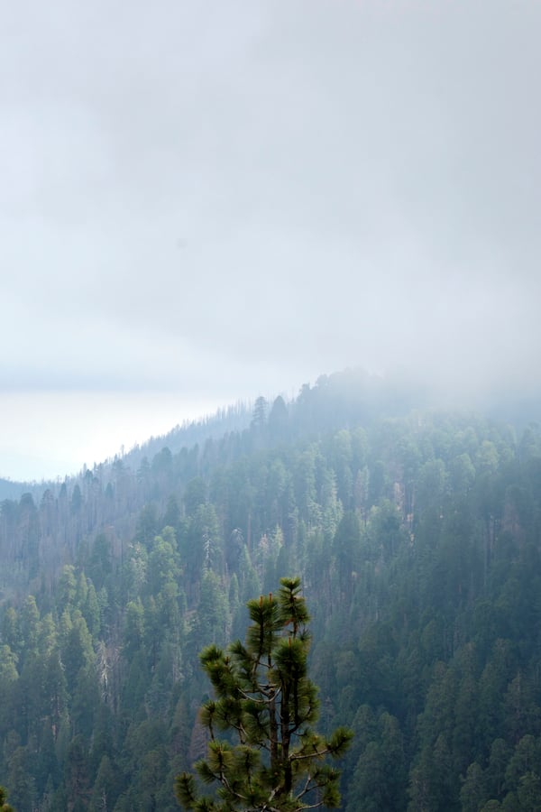 Sequoia and Kings Canyon National Parks