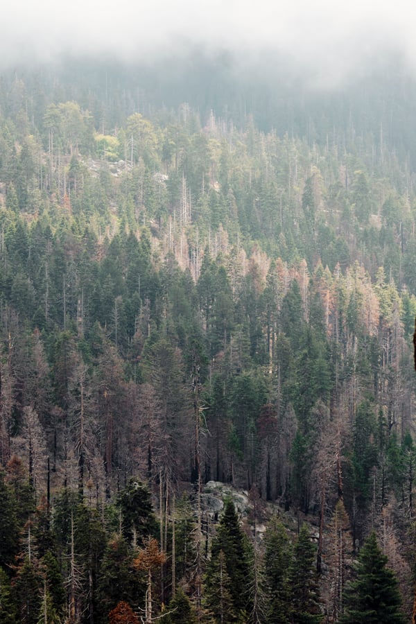 Sequoia and Kings Canyon National Parks