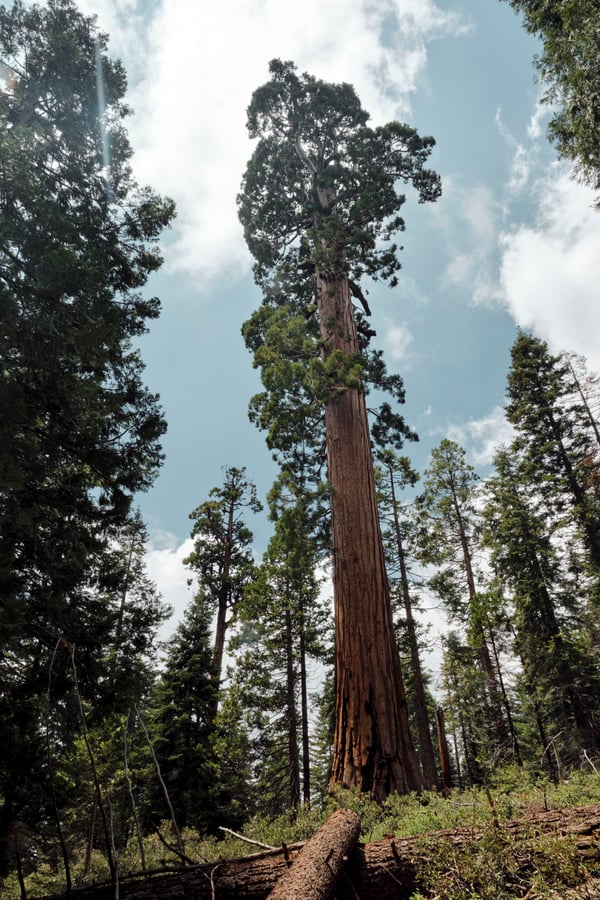 Sequoia and Kings Canyon National Parks