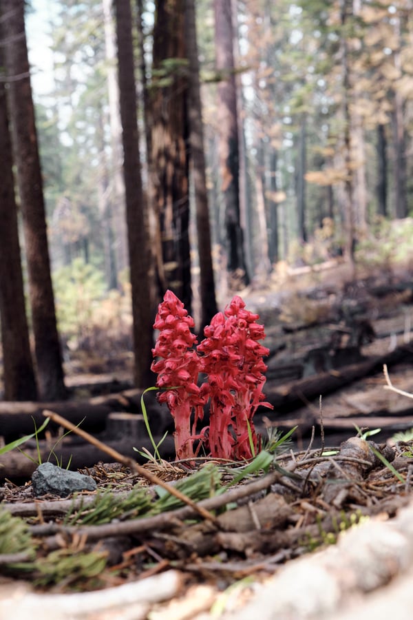 Yosemite National Park