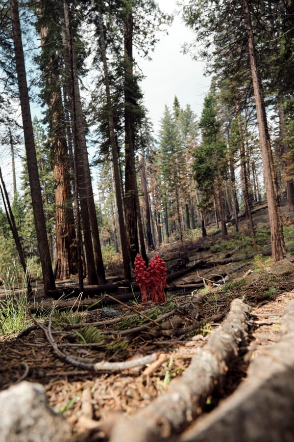 Yosemite National Park
