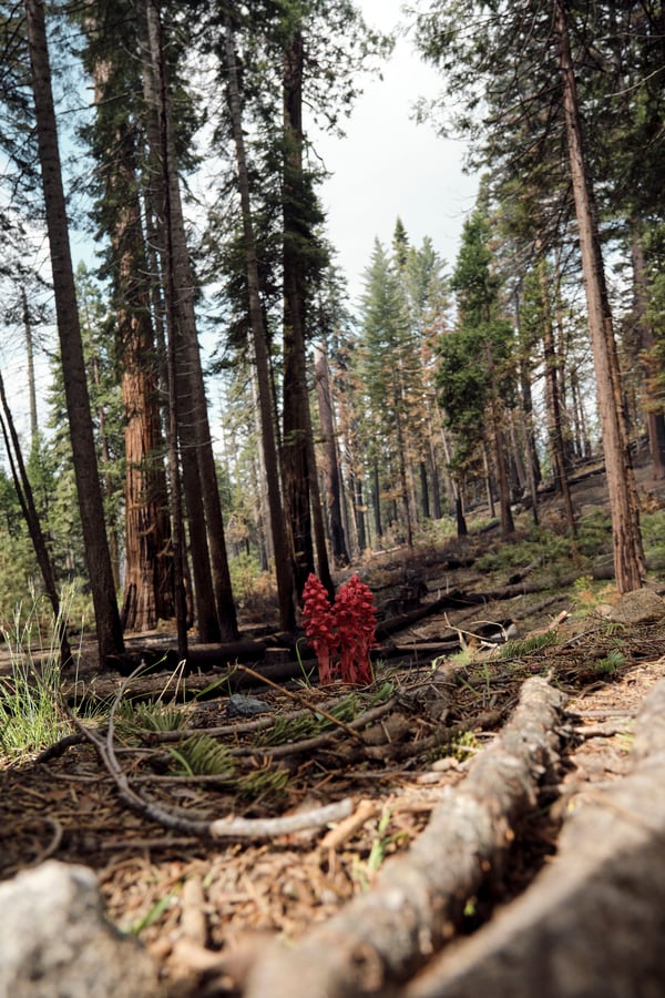 Yosemite National Park
