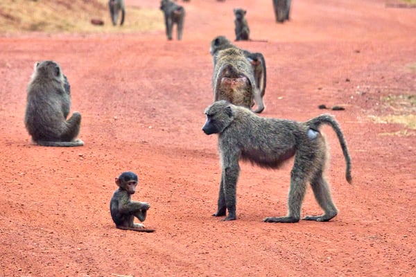 Baboons, Akagera National Park, Rwanda