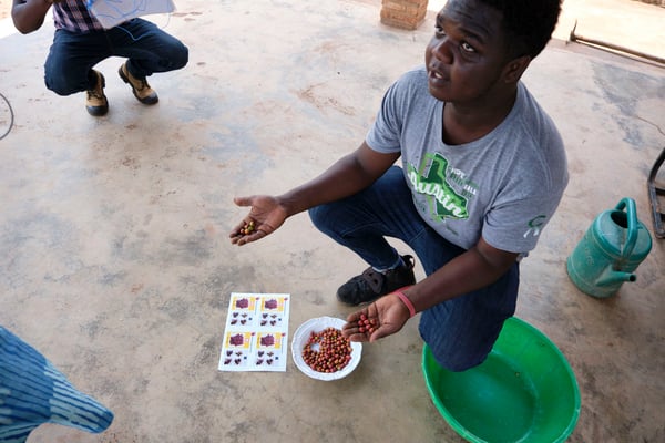 Coffee farmer explaining the different stages of coffee beans, Akagera Coffee, Rwanda