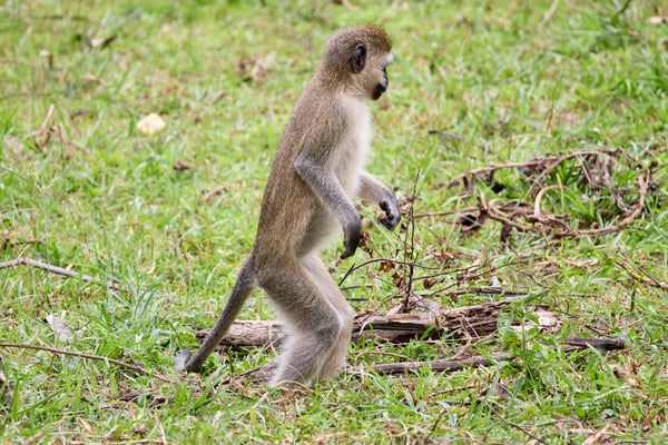 Vervet Monkey, Akagera National Park, Rwanda