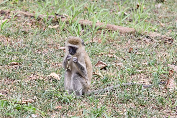 Vervet Monkey, Akagera National Park, Rwanda