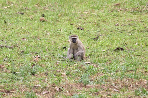 Vervet Monkey, Akagera National Park, Rwanda
