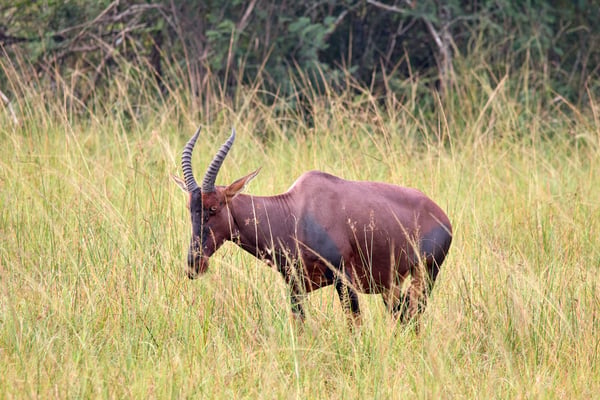 Topi, Akagera National Park, Rwanda
